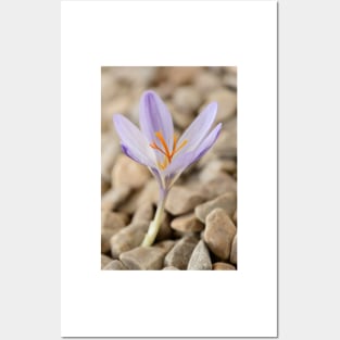 Crocus cancellatus subspecies cancellatus  Autumn flowering crocus Posters and Art